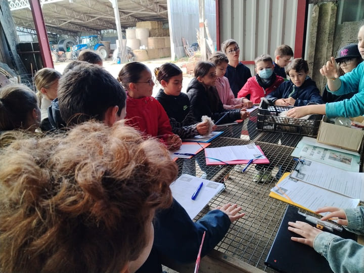 Visite_ChevresAngora_Oct2025 (1)