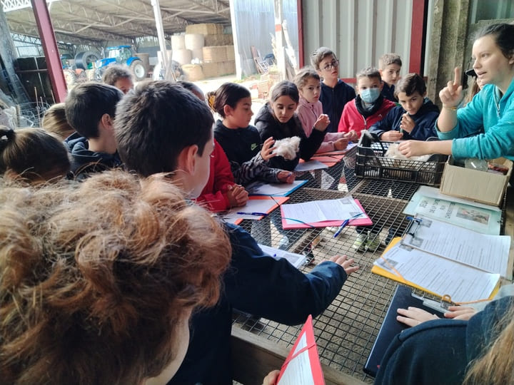 Visite_ChevresAngora_Oct2025 (19)
