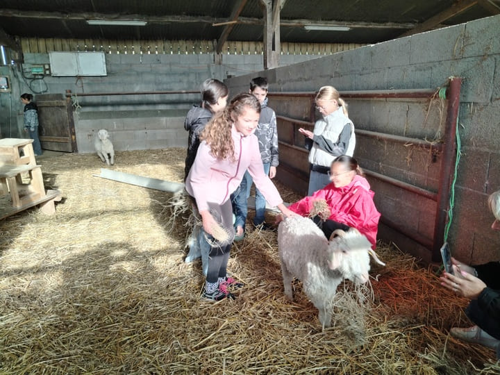 Visite_ChevresAngora_Oct2025 (3)