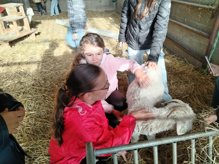 Visite_ChevresAngora_Oct2025 (4)
